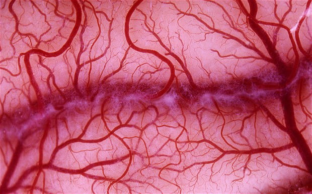 Blood vessels 2618311b