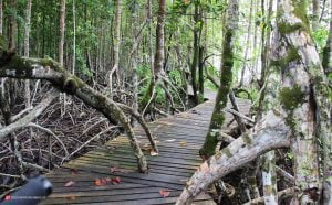 جنگل های مانگرو تایلند