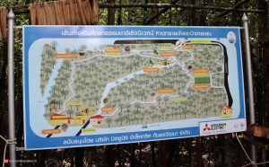 مسیر جنگل مانگرو استان تارت تایلند